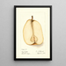 Reproduktion des Gemäldes Pyrus communis Souvenir du Congrès - Deborah Griscom Passmore