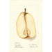 Reproduktion des Gemäldes Pyrus communis Souvenir du Congrès - Deborah Griscom Passmore