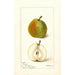 Pyrus communis Wiest - Deborah Griscom Passmore — Ansicht des Kunstwerks