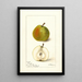 Pyrus communis Wiest - Deborah Griscom Passmore — gerahmtes Bild an der Wand