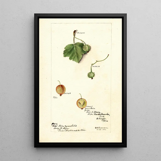 Deborah Griscom Passmore - Ribes.webp
