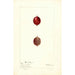 Ribes Industrie - Deborah Griscom Passmore — Ansicht des Kunstwerks