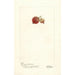 Reproduktion des Gemäldes Ribes Ribesgros Abenarius - Deborah Griscom Passmore