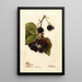 Rubus Blowers - Deborah Griscom Passmore — gerahmtes Bild an der Wand