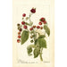 Reproduktion des Gemäldes Rubus Cardinal - Deborah Griscom Passmore