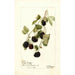 Rubus Jeune Indienne - Deborah Griscom Passmore — Ansicht des Kunstwerks