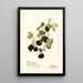 Rubus Jeune Indienne - Deborah Griscom Passmore — gerahmtes Bild an der Wand