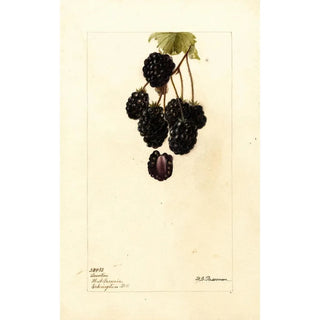 Deborah Griscom Passmore - Rubus Lawton.webp