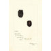 Rubus Lucretia - Deborah Griscom Passmore — Ansicht des Kunstwerks
