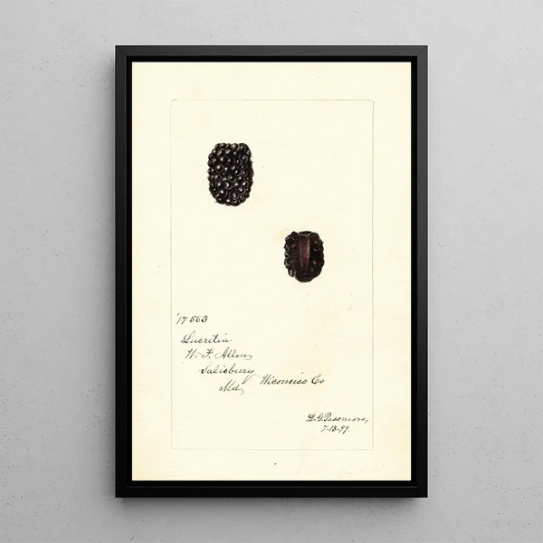 Rubus Lucretia - Deborah Griscom Passmore — gerahmtes Bild an der Wand