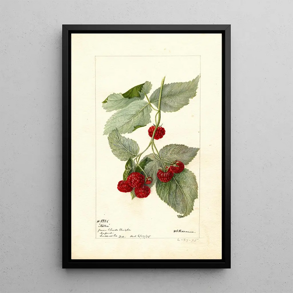 Reproduktion des Gemäldes Rubus Miller - Deborah Griscom Passmore