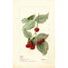 Reproduktion des Gemäldes Rubus Miller - Deborah Griscom Passmore