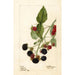 Rubus Récompense - Deborah Griscom Passmore — Ansicht des Kunstwerks