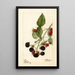 Rubus Récompense - Deborah Griscom Passmore — gerahmtes Bild an der Wand