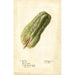 Sechium edule - Deborah Griscom Passmore — Ansicht des Kunstwerks