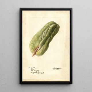 Deborah Griscom Passmore - Sechium edule.webp