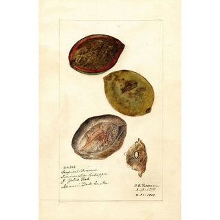 Deborah Griscom Passmore - Terminalia catappa.webp
