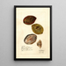 Terminalia catappa - Deborah Griscom Passmore — gerahmtes Bild an der Wand