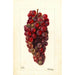 Vitis Bauch - Deborah Griscom Passmore — Ansicht des Kunstwerks
