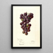 Reproduktion des Gemäldes Vitis Concord - Deborah Griscom Passmore