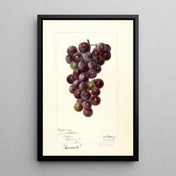 Reproduktion des Gemäldes Vitis Concord - Deborah Griscom Passmore