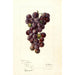 Reproduktion des Gemäldes Vitis Concord - Deborah Griscom Passmore