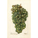 Reproduktion des Gemäldes Vitis Millénium hongrois - Deborah Griscom Passmore