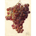 Vitis Hycales - Deborah Griscom Passmore — Ansicht des Kunstwerks