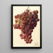 Vitis Hycales - Deborah Griscom Passmore — gerahmtes Bild an der Wand