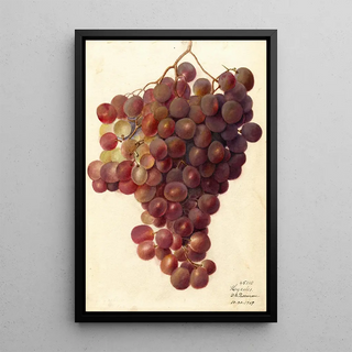 Deborah Griscom Passmore - Vitis Hycales.webp
