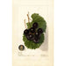 Reproduktion des Gemäldes Vitis James - Deborah Griscom Passmore