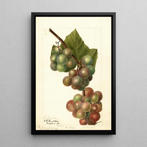 Reproduktion des Gemäldes Vitis Labrusca - Deborah Griscom Passmore