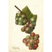 Reproduktion des Gemäldes Vitis Labrusca - Deborah Griscom Passmore