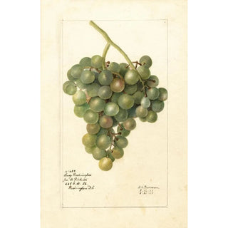 Deborah Griscom Passmore - Vitis Lady Washington.webp