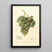 Vitis Lady Washington - Deborah Griscom Passmore — gerahmtes Bild an der Wand