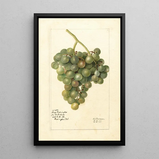 Deborah Griscom Passmore - Vitis Lady Washington.webp