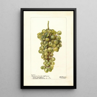 Deborah Griscom Passmore - Vitis Madelein Blanche de Jacques.webp