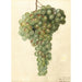 Vitis Malaga - Deborah Griscom Passmore — Ansicht des Kunstwerks