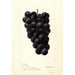 Reproduktion des Gemäldes Vitis McPike - Deborah Griscom Passmore