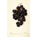 Vitis Merceron - Deborah Griscom Passmore — Ansicht des Kunstwerks