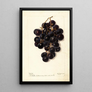 Deborah Griscom Passmore - Vitis Merceron.webp