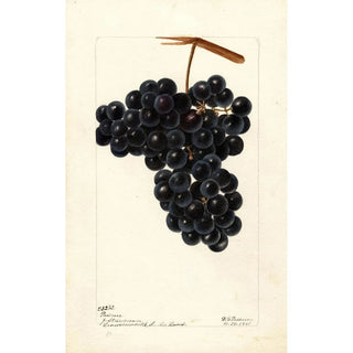 Deborah Griscom Passmore - Vitis Pawvur.webp