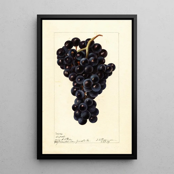 Reproduktion des Gemäldes Vitis Superbe - Deborah Griscom Passmore