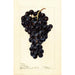 Reproduktion des Gemäldes Vitis Superbe - Deborah Griscom Passmore
