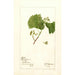 Vitis White Staminate - Deborah Griscom Passmore — Ansicht des Kunstwerks