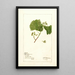 Vitis White Staminate - Deborah Griscom Passmore — gerahmtes Bild an der Wand