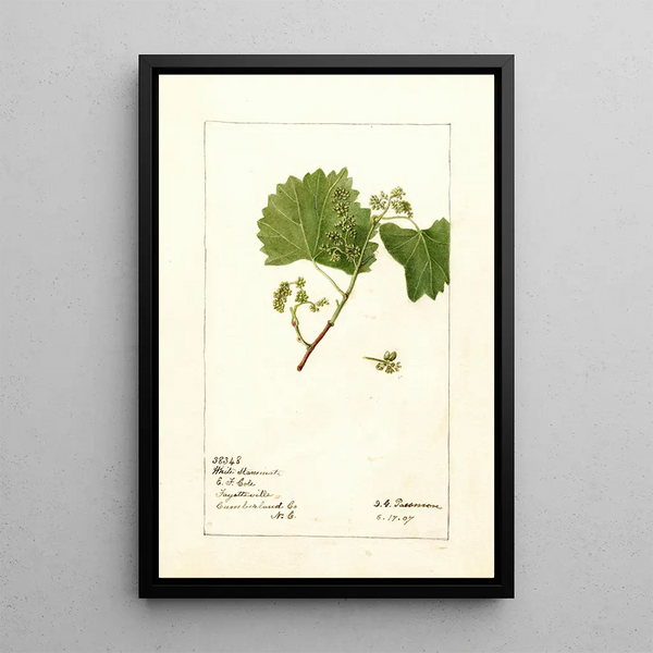 Vitis White Staminate - Deborah Griscom Passmore — gerahmtes Bild an der Wand