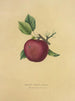 Süßer Apfel Baily - Dellon Marcus Dewey — Ansicht des Kunstwerks