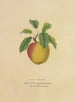 Campanule jaune - Dellon Marcus Dewey — Ansicht des Kunstwerks