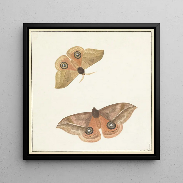 Deux papillons - Paulus Knogh